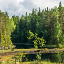 Some of the wetland marsh the resides in the island